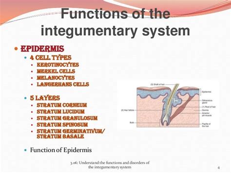 Five Functions Of Integumentary System