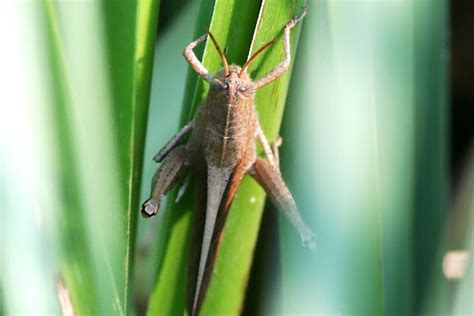 Slender Gumleaf Grasshopper Project Noah