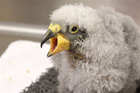 Denver Zoo Celebrates First Kea Hatching Denver Zoo Newborn Animals