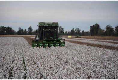 Cotton Harvest Aid Application and Timing | Crop Science US