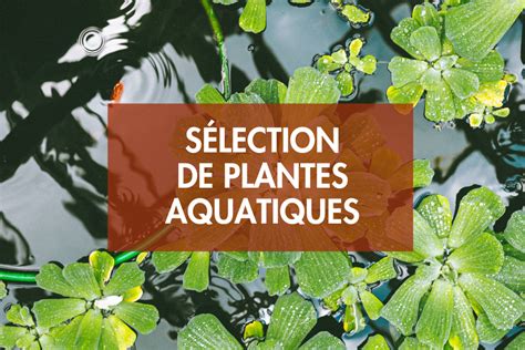 Sélection de Plantes Aquatiques Les Pépinières Bellet