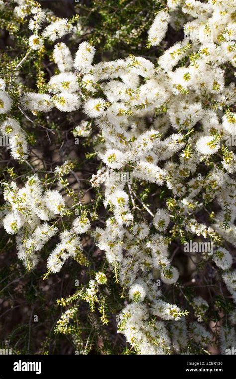 Paperbark Trees Western Australia Hi Res Stock Photography And Images