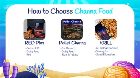 Qiuyu Channa Pellet Pellet Channa High Protein For 5 6inch 秋羽雷龙饲料