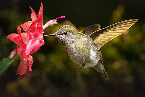 Colibri Photos Et Images Libres De Droits Istock