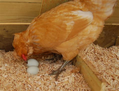 When Hen Starts Laying Egg Peak Time Factors Affects Egg Production The Poultry Guide