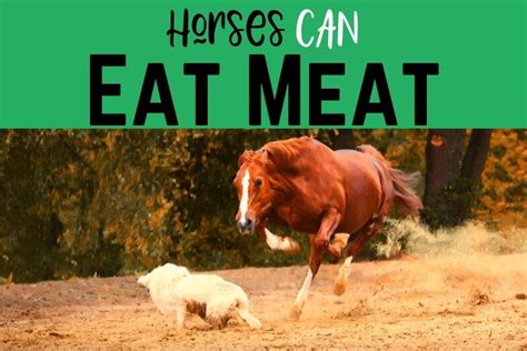 Horses Can Eat Meat - and They Do In Limited Situations - Helpful Horse Hints