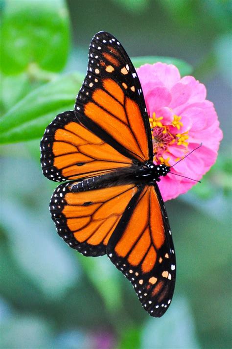 Monarch Butterfly | Photo papillon, Papillon monarque, Image de papillon