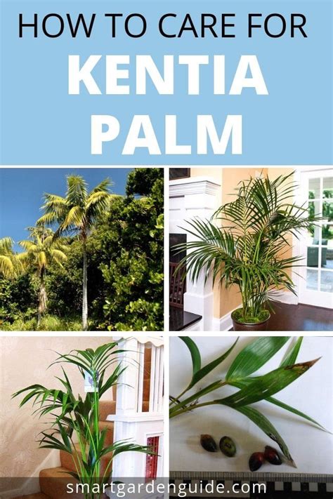 How To Care For Kentia Palm Howea Forsteriana Smart Garden Guide