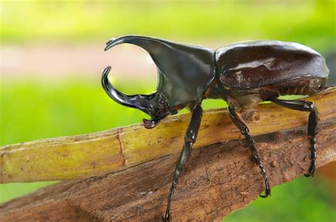 Premium Photo Stag Beetle Perched On A Branch In Nature