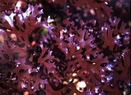 Pure Gigartina Red Marine Algae