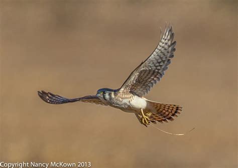 Photographing American Kestrels In Flight Welcome To