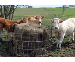 Los Ganaderos Vascos Denuncian Que La Falta De Rentabilidad De La Carne