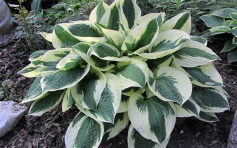 Buy Patriot Hosta Lily FREE SHIPPING Wilson Bros Gardens 1 Gallon Pot