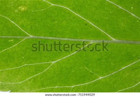 Maple Oak Leaf Leaf Veins Stock Photo 751949029 | Shutterstock