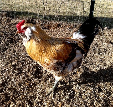 About Easter Egger Chickens: Friendly, Colorful Egg Layers