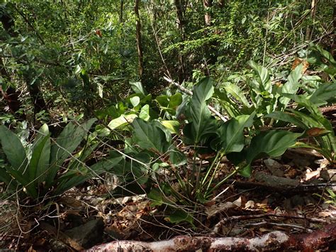 Anthurium Selloanum From Great Cinnamon Bay St John Usvi On