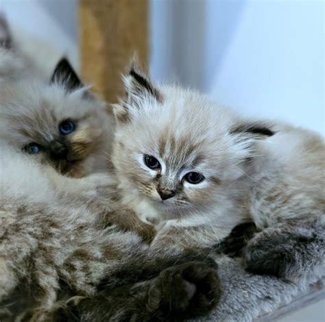 Coût Quotidien Pour Lentretien Dun Chat Sibérien Siberian Lovers