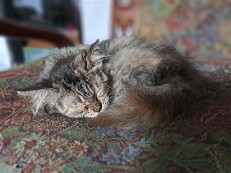 Cute Kitten Sleeping On A Chair A Floral Background Stock Image Stock