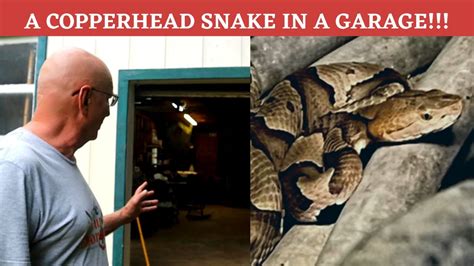 Learn To Identify A Venomous Copperhead Snake With 100 Certainty