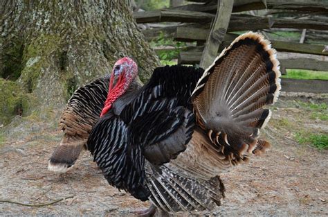 Broad Breasted Bronze Turkey Poults Cackle Hatchery Bronze Turkey