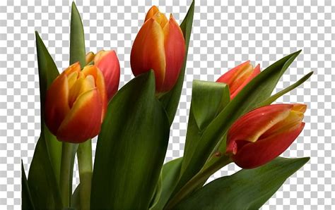 Tulip Cut Flowers Plant Stem Petal PNG Clipart 3 March 22 March