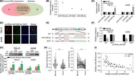 Circular Rna Hsa Circ 001895 Serves As A Sponge Of Microrna‐296‐5p To