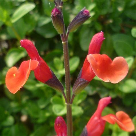 SALVIA Microphylla Orange El Duranzo Horticulture Dumont