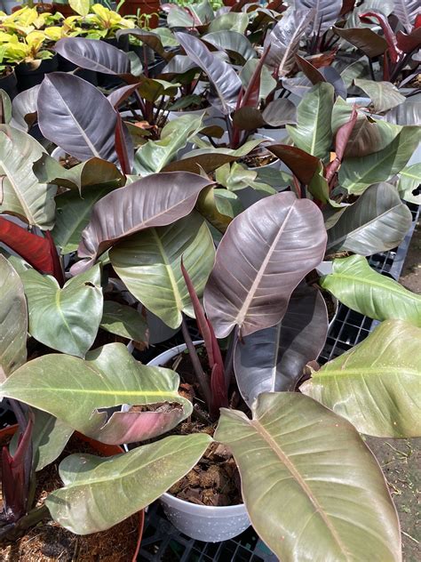 Philodendron Black Cardinal - Unbeleafable