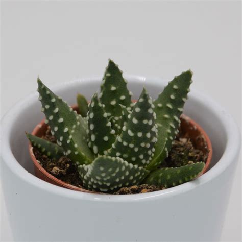 Haworthia Royal Highness Ø6cm Sukkulente Pasiora