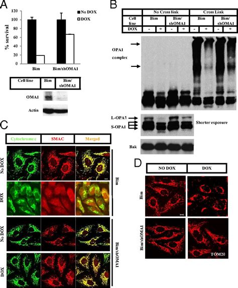 Activation Of Mitochondrial Protease OMA1 By Bax And Bak Promotes