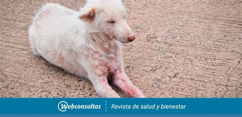 Sarna Sarcóptica En Perros Síntomas Y Tratamiento Con