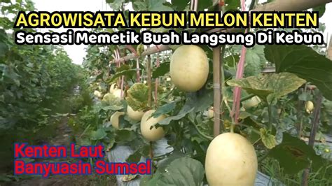 Wisata Kebun Melon Kenten Memetik Langsung Buah Di Kebun Yang Alami