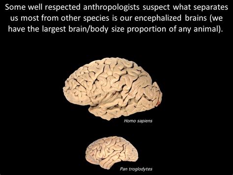 Humans have large brains, bigger than any other species in terms of ...