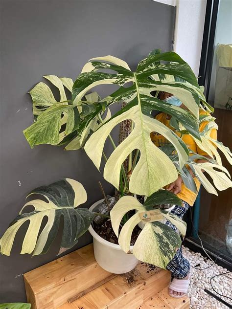 Monstera Borsigiana x Deliciosa Mint Variegated Домашние сады