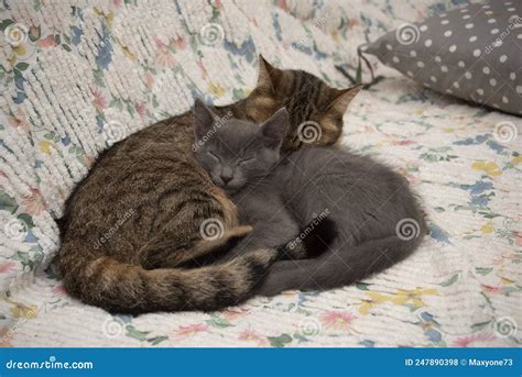 Two Cats Cuddling Each Other Stock Photo Image Of Relaxed Protection