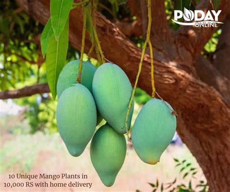 Mango Varieties In Pakistan: A Guide To The Best And Most Popular Types ...