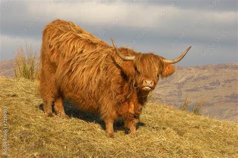 highland cow Stock Photo | Adobe Stock