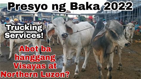 Trucking Para Sa Mga Baka Presyo Ng Baka Sa Cattle Trading Capital Of