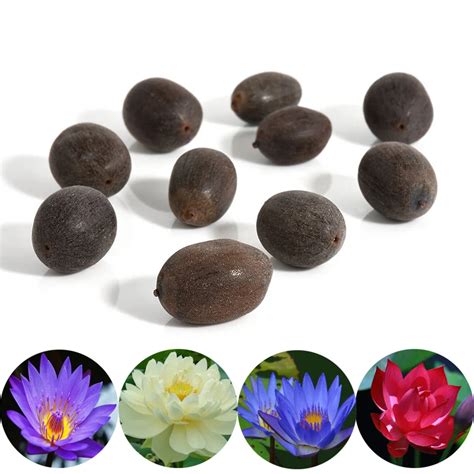 Beautiful Flower Seeds Bonsai Bowl Lotus Aquatic Plants Indoor 10pcs ...