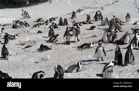 African Penguin Colony At Boulders Beach In Simons Town Cape Town