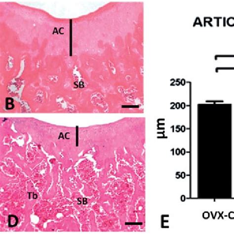 A D Photomicrographs Of H E Stained Histological Sections Of Regions