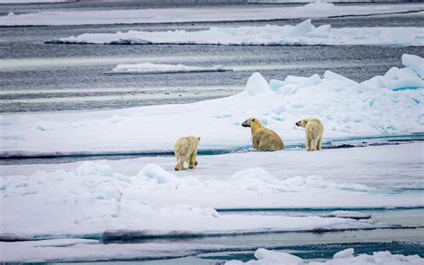 Neue Spezielle Eisb Ren Population Tierwelt Ch Tierwelt