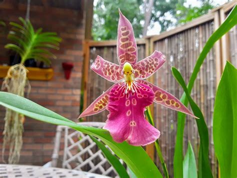 Noid oncidium hybrid opened up for id! Miltassia Dark Star 'Orchidworks ...