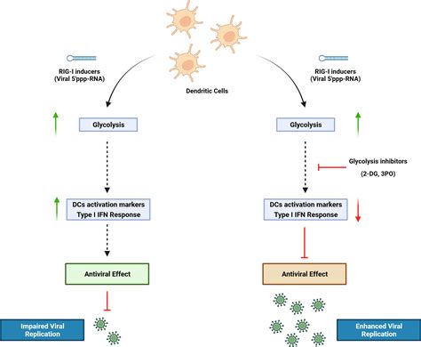 Frontiers Inhibition Of Glycolysis Impairs Retinoic Acid Inducible