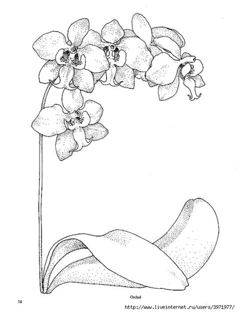 Orchid Drawing Outline