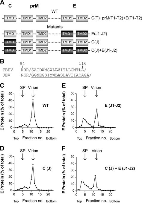 Analysis Of C Tmd Mutants A Schematic Diagrams Of The C Terminal