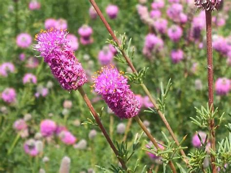 Purple Prairie Clover Seed Johnston Seed Company