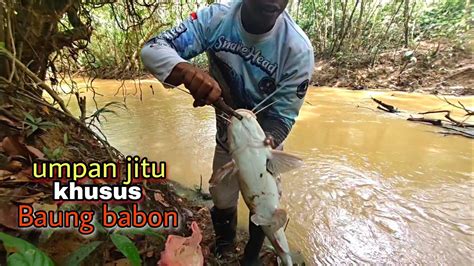 Terbukti Ampuh Mancing Ikan Baung Besar Dengan Umpan Seperti Ini