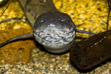 Portrait Of An West African Lungfish Underwater Stock Image Image Of