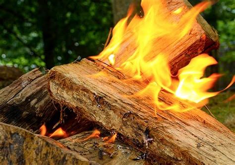 Drying Wood In The Oven The Ultimate How To Guide